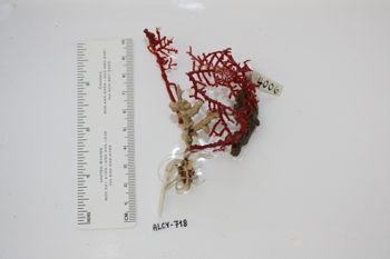 Media type: image;   Invertebrate Zoology ALCY-718 Description: Preserved specimen.;